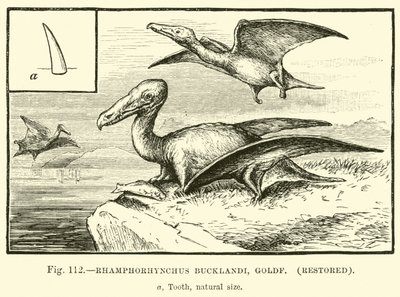Rhamphorhynchus Bucklandi, Goldf, restaurerad av English School