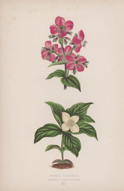 Rhexia Virginica; Cornus Canadensis (färglitografi) av English School