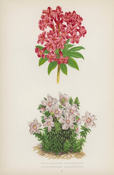 Rhododendron Ferrugineum; Rhododendron Chamaecistus (färglitografi) av English School