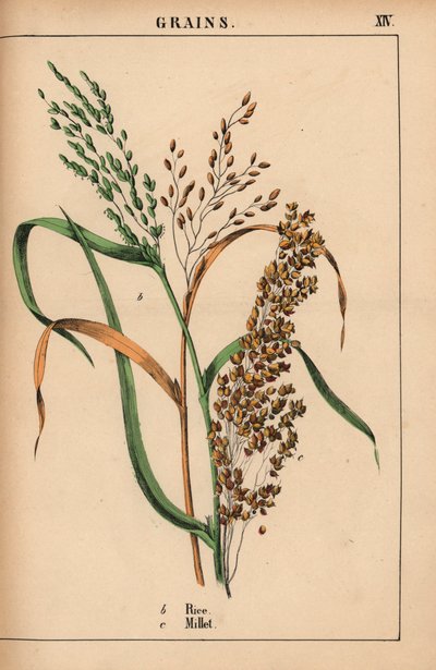 Ris och hirs  , från "The Instructive Picturebook, or Lessons from the Vegetable World," [Charlotte Mary Yonge], Edinburgh av English School