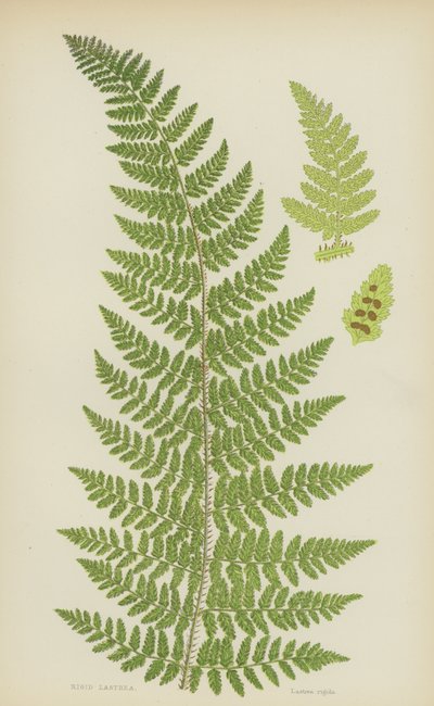 Rigid Lastrea (färg litho) av English School