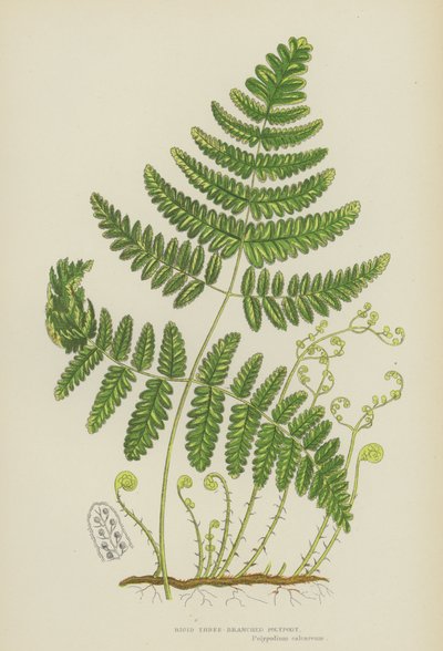 Styv tregrenad polypodi (färg litho) av English School