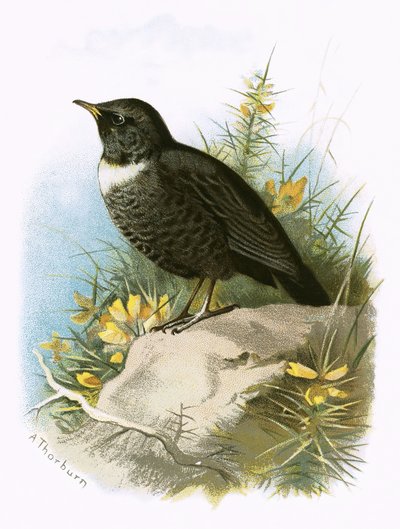 Ring Ouzel av English School