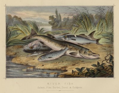 River Fish (färg litho) av English School