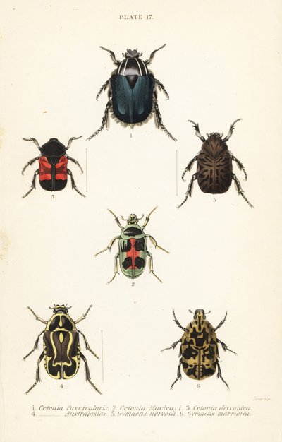 Rosenskavbaggar: Cetonia fascicularis 1, Heterorhina macleayi 2, Gametoides subfasciata 3, spelmansbagge, Eupoecila australasiae 4, Gymnetis hieroglyphica 5 och Gymnetis marmorea 6 av English School