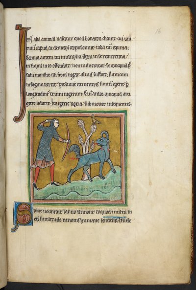 Royal 12 F.XIII, f.16   En jägare som skjuter en pil mot ett djur.  Bestiary (ff. 3-141), Lapidary (ff. 141v-149)  2:a fjärdedelen av 1200-talet av English School
