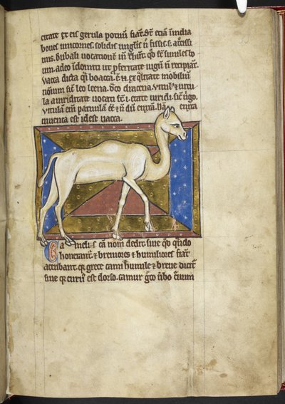 Royal MS 12 C XIX, f.33r Camel, från 