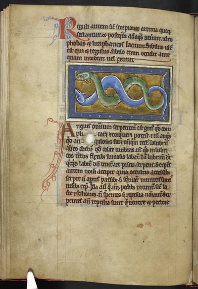 Royal MS 12 C XIX, f.63v Anguis, från 