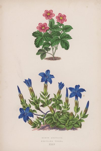 Rubus Arcticus; Gentiana Verna (färg litho) av English School