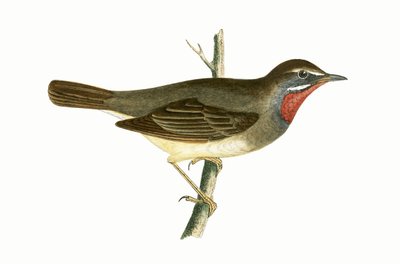 Ruby Throated Warbler, illustration från "A History of the Birds of Europe Not Observed in the British Isles" av Charles Robert Bree (1811-86), publicerad 1867. av English School