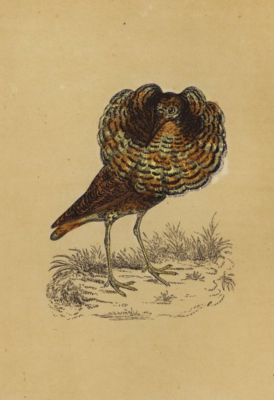 Ruff (färglitografi) av English School
