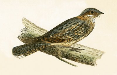 Russet Necked Nightjar, illustration från "A History of the Birds of Europe Not Observed in the British Isles" av Charles Robert Bree (1811-86), publicerad 1867 av English School