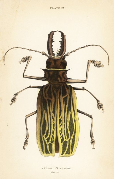 Sabeltandslanghornsbagge, Macrodontia cervicornis (Prionus cervicornis) av English School