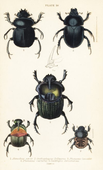 Helig skarabébagge, Scarabaeus helig 1, dyngbaggar, Onthophagus nuchicornis 2, Coprophanaeus lancifer 3, Sulcophanaeus slaktare 4 och jordborrande dyngbagge, Geotrupes fängelsehåla av English School