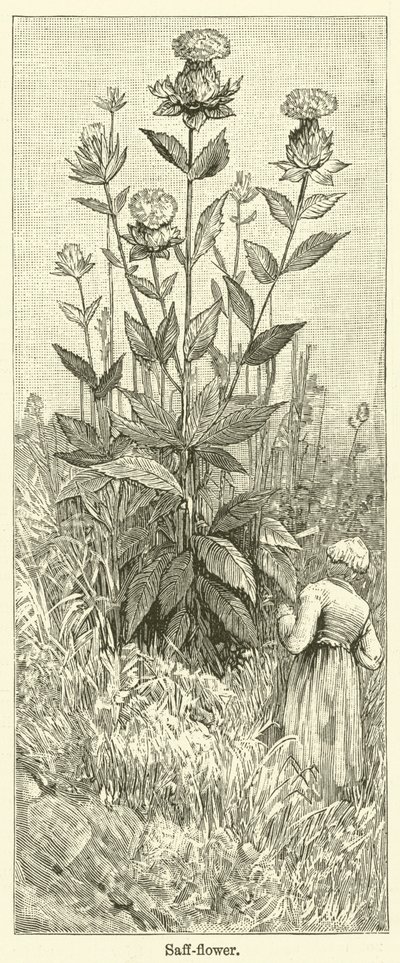 Saffransblomma (gravyr) av English School