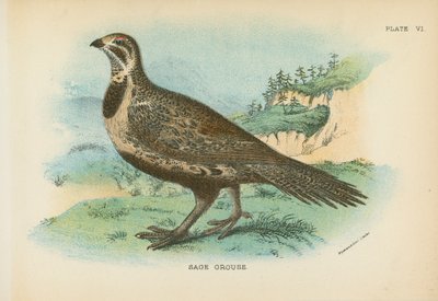 Sage Grouse av English School