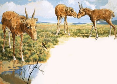 Saiga-antilop av English School