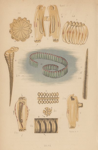 Salpae (litografi) av English School