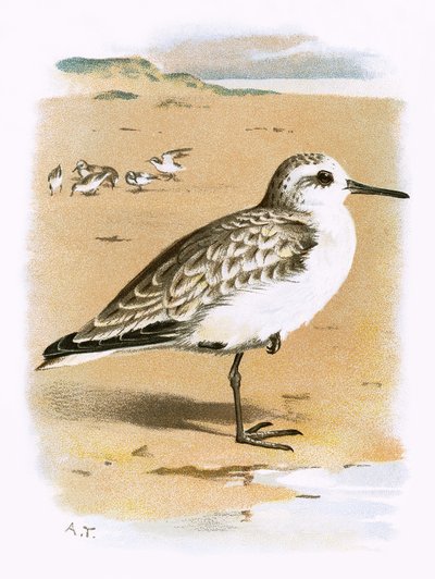 Sanderling av English School