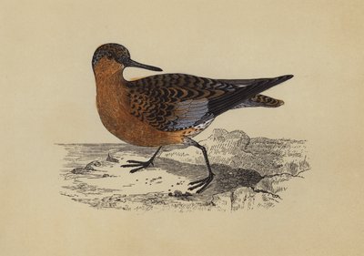 Sandpiper (färglitografi) av English School