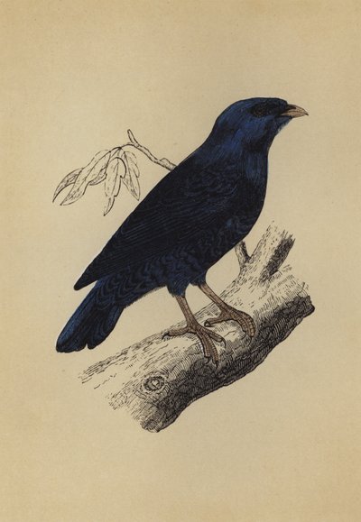 Satin Bird (färglitografi) av English School
