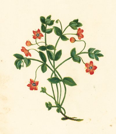 Scharlakansröd pimpernell, Anagallis Arvensis (färglitografi) av English School