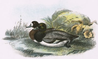 Scaup Duck av English School