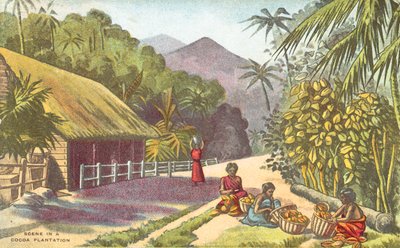 Scen i en kakaoplantage (färg litho) av English School