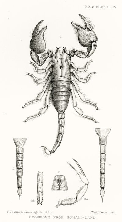 Scorpions from Somaliland, illustration från The Hope Reports, Vol. II, 1897-1900., redigerad av Edward B. Poulton, Oxford, 1901 av English School