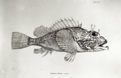 Skorpionfisk, tavla 8 från "The Zoology of the Voyage of the H.M.S Beagle, 1832-36" av Charles Darwin. av English School