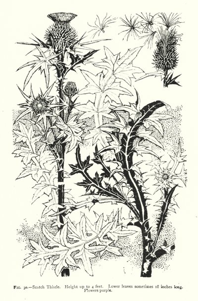 Scotch Thistle; Höjd upp till 4 fot; Nedre blad ibland 18 tum långa; Blommor lila (gravyr) av English School