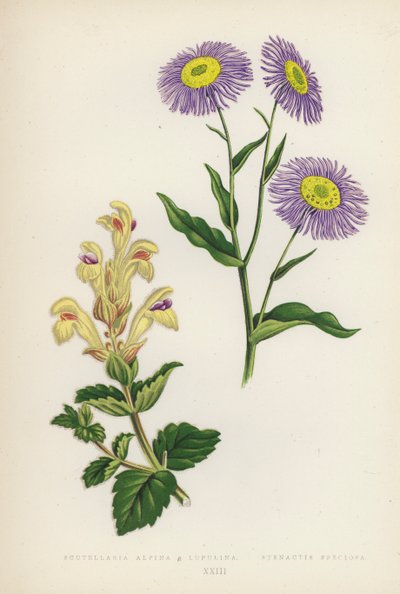 Scutellaria Alpina B Lupulina; Stenactis Speciosa (färglitografi) av English School