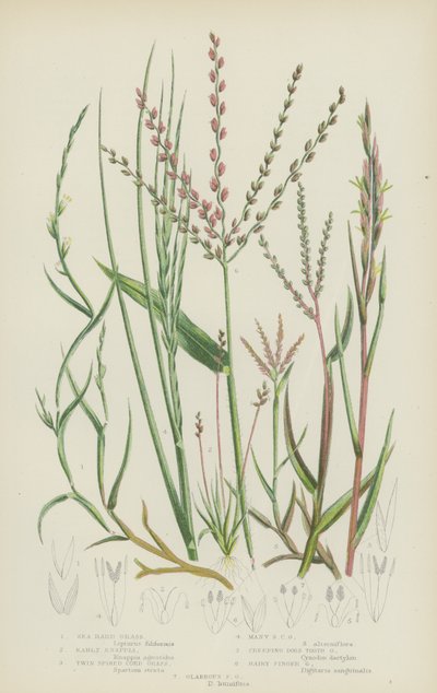 Havsgröe, tidig knappia, tvåspikig strandgröe, mångspikig strandgröe, krypande hundtand (färglitografi) av English School