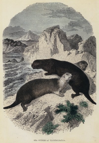 Sea Otters of Kamtschatka (färgad gravyr) av English School