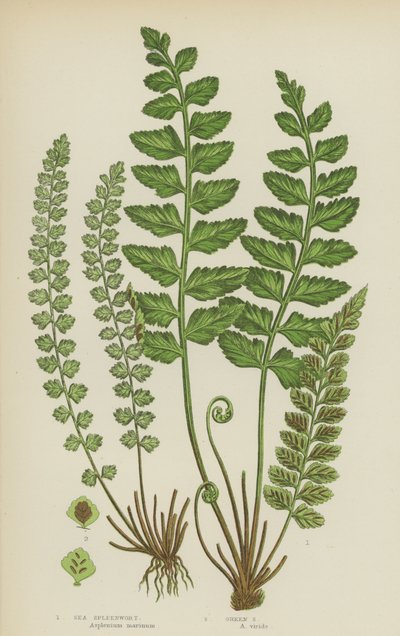 Havsmjältört, grön mjältört (färg litho) av English School