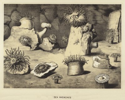 Havsanemoner av English School