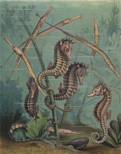Sjöhästar och pipfiskar (färgad gravyr) av English School
