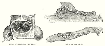 Civets utsöndrande organ, Civetens tänder (gravyr) av English School