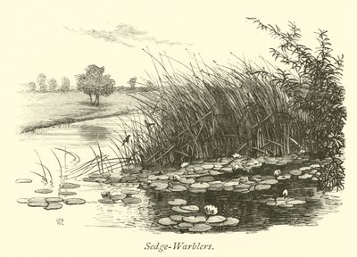 Sedge-Warblers av English School