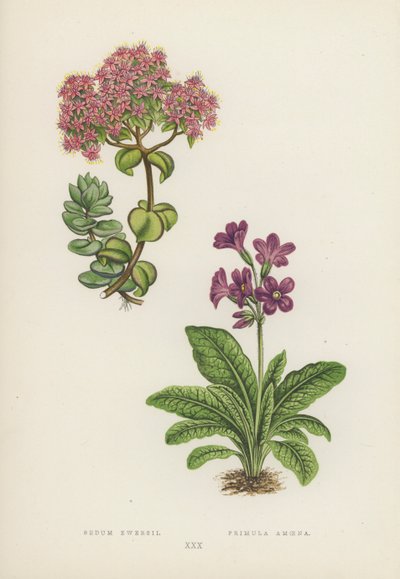 Sedum Ewersii; Primula Amoena (färglitografi) av English School