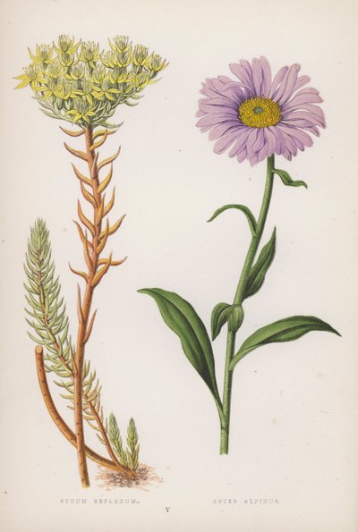 Reflex säte; Alpine Aster (färg litho) av English School