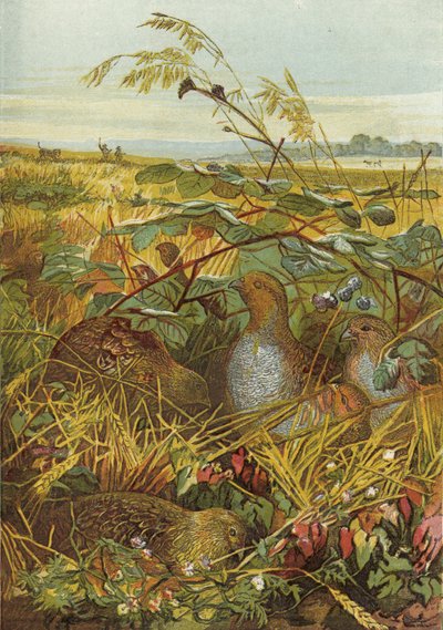 September och oktober, fågelvilt av English School