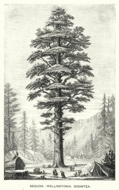 Sequoia (Wellingtonia) Gigantea (gravyr) av English School