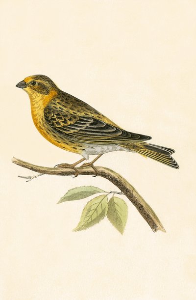 Serin Finch, illustration från "A History of the Birds of Europe Not Observed in the British Isles" av Charles Robert Bree (1811-86), publicerad 1867 av English School