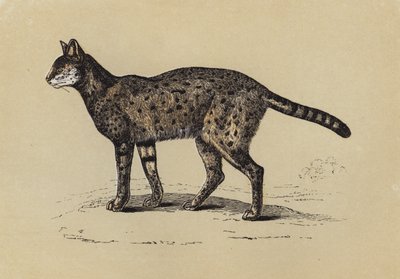Serval (färglitografi) av English School