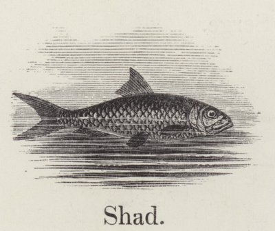 Shad (gravyr) av English School