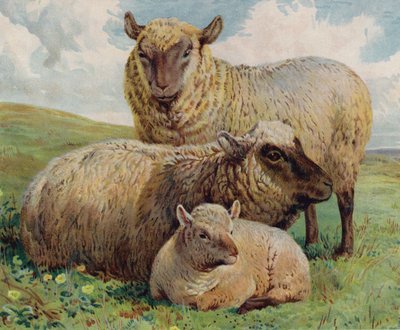 Får och lamm (färg litho) av English School