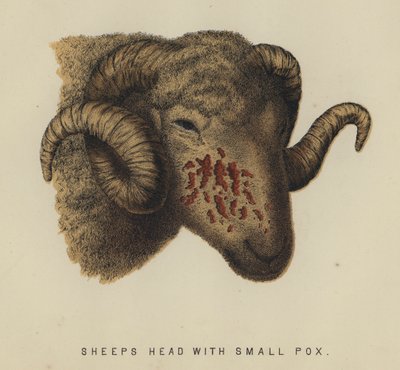 Fårhuvud med smittkoppor (färg litho) av English School