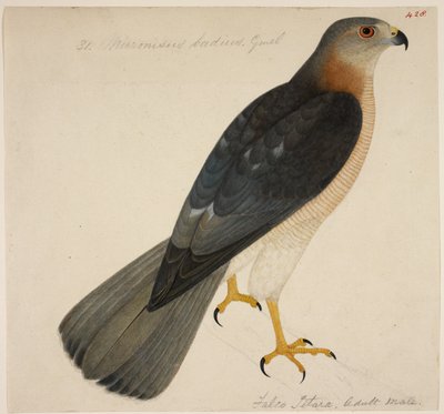 Shikra, eller "Badius Hawk" av English School