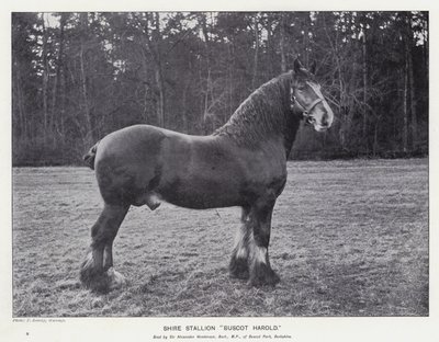 Shire Stallion "Buscot Harold" (litho) av English School